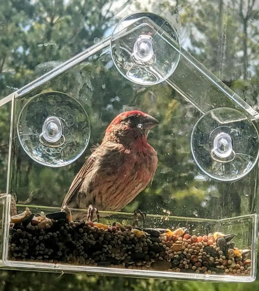Window Bird Feeder with Suction Cups | Clear