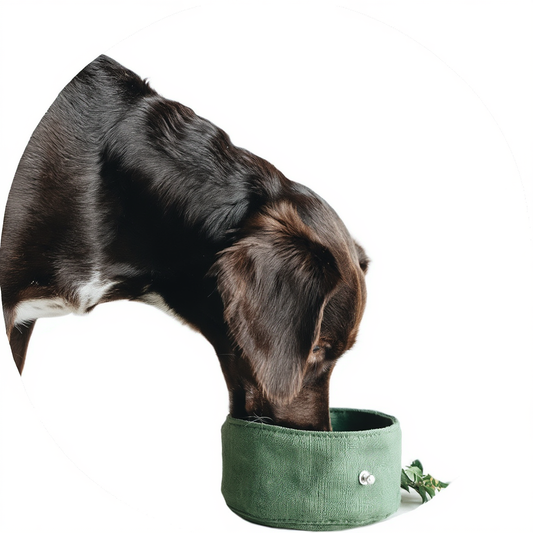 Portable Foldable Dog Bowl – Waterproof